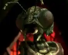 Xindi-Insektoide