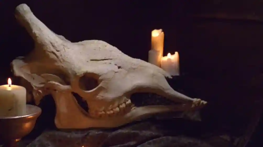 Schädel der (ausgestorbenen) Xindi-Avianer