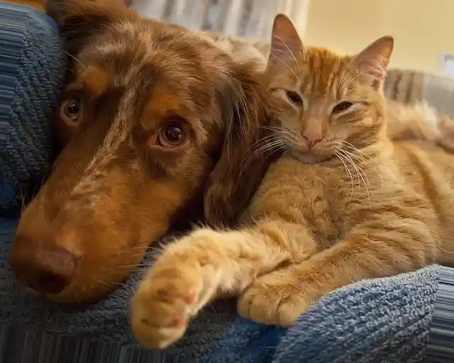 Natural Image Grayscale