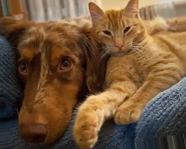 Natural Image Grayscale