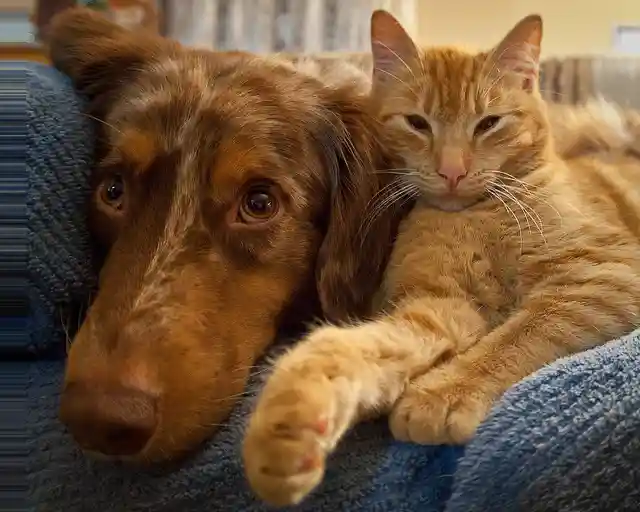 Natural Image Grayscale