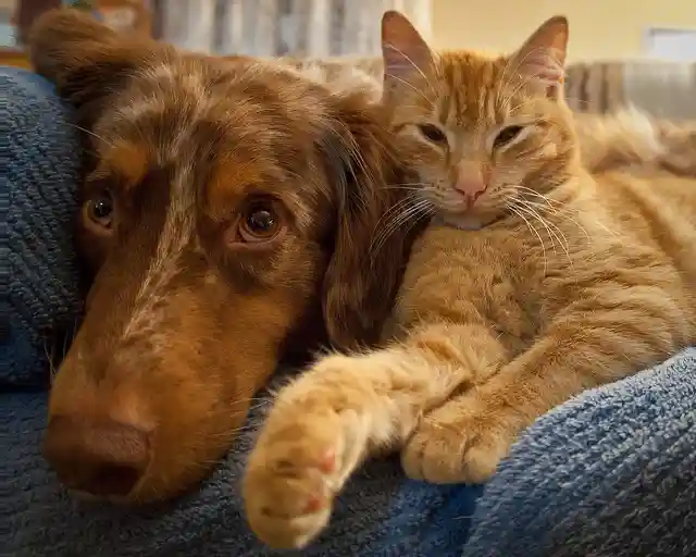 Natural Image Grayscale