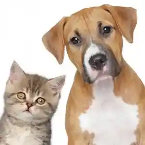 Internationale Rassehundeausstellung