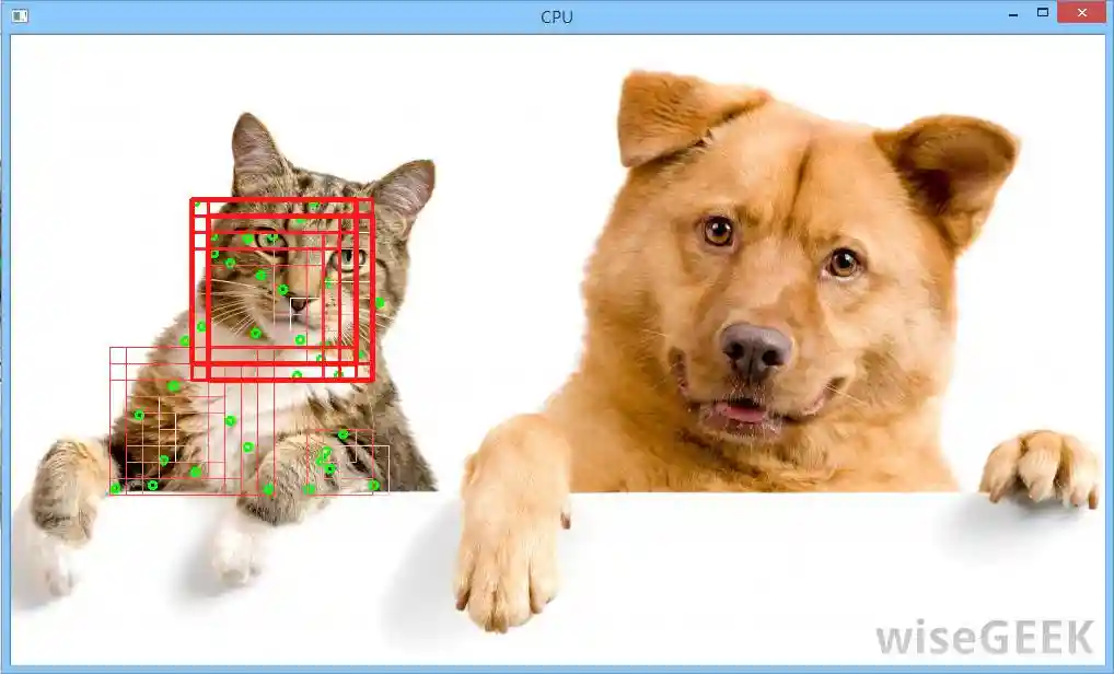 Cat Face Detection Demo