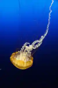 фильтр размытия pillow python