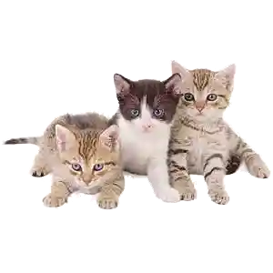save_kittens icon