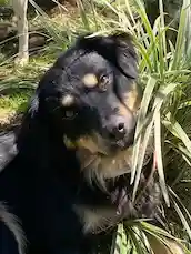 Dwala