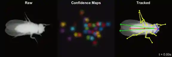 LEAP Estimates Animal Pose