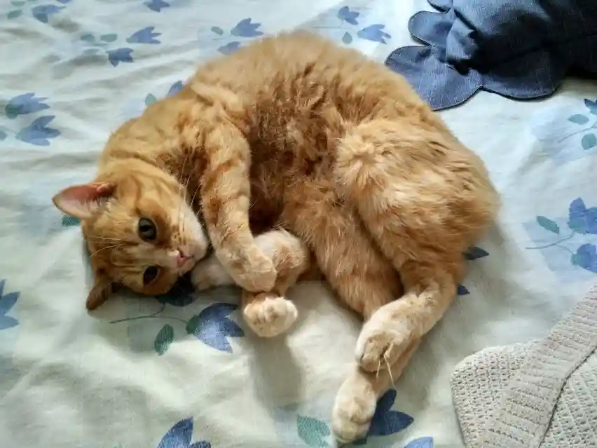 Inference on EfficientNet from c++ with a picture of a cat