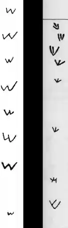 forms of letter shin phoenician