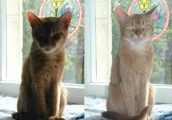 File:Fill flash.jpg