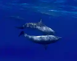 Spinner dolphins at Ras Samadai