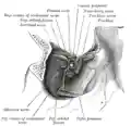 Dissection showing origins of right ocular muscles, and nerves entering by the superior orbital fissure.
