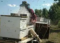 A commercial beekeeper at work
