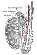 Vertical section of the testis, to show the arrangement of the ducts.