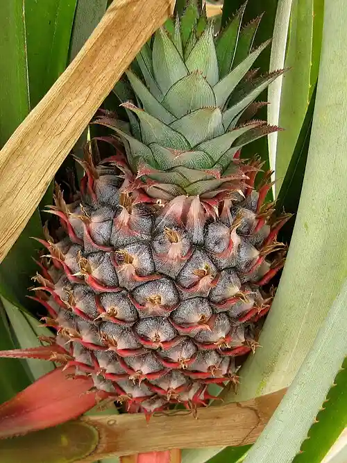 File:Ananas 01.JPG