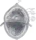 The inside of the bladder