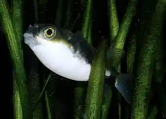Colomesus asellus