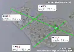 Measurements of a large amoeba at 400×