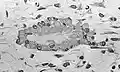 Light micrograph of undecalcified tissue displaying osteoblasts actively synthesizing osteoid (center)