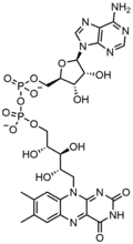 FAD, a dinucleotide enzymatic cofactor in which one of the ribose sugars adopts a linear configuration rather than a ring.