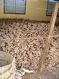 Ginger crop, Myanmar