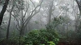 The forest