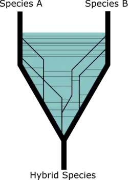 Lineage fusion between two species to form a hybrid lineage.