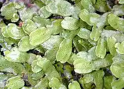 Conocephalum conicum, a large thallose liverwort