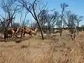 Feral camels in Central Australia