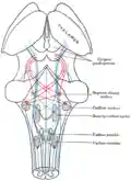 Scheme showing the course of the fibers of the lemniscus; medial lemniscus in blue, lateral in red.
