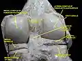 Right knee in extension. Deep dissection. Posterior view.