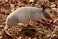 Nine-banded armadillo