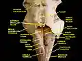 Fourth ventricle. Posterior view. Deep dissection.