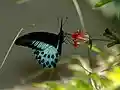 العربية: المورمونيّة الزرقاء English: Papilio polymnestor (Blue Mormon)