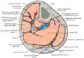 Cross-section through middle of leg.