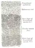 Vertical section of bladder wall