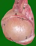 Testicle of a cat: 1: Extremitas capitata, 2: Extremitas caudata, 3: Margo epididymalis, 4: Margo liber, 5: Mesorchium, 6: Epididymis, 7: testicular artery and vene, 8: Ductus deferens