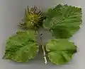 Leaves and nuts with spiny husks (Turkish hazel)