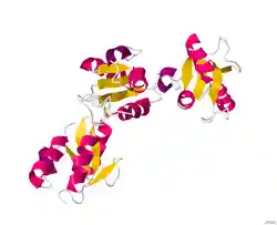Microcephalin (MCPH1) is a gene that is expressed during fetal brain development