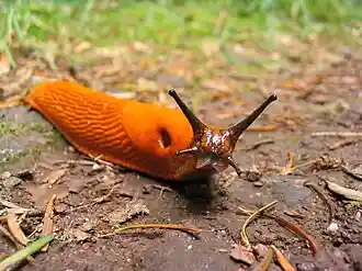 Arion rufus