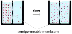 A schematic diagram of two beakers, each filled with water (light-blue) and a semipermeable membrane represented by a dashed vertical line inserted into the beaker dividing the liquid contents of the beaker into two equal portions. The left-hand beaker represents an initial state at time zero, where the number of ions (pink circles) is much higher on one side of the membrane than the other. The right-hand beaker represents the situation at a later time point, after which ions have flowed across the membrane from the high to low concentration compartment of the beaker so that the number of ions on each side of the membrane is now closer to equal.