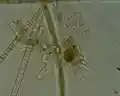 Amoeba, the archetypal amoebae