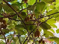 Clusters of immature kiwifruit hanging from a leafy Actinidia vine in natural outdoor light.