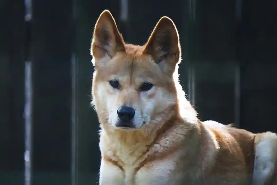 File:Dingoinazoo.jpg