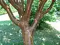 Trunk