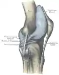 Capsule of right knee-joint (distended). Lateral aspect.