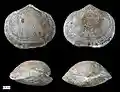 The rhynchonelliform brachiopod Schizophoria