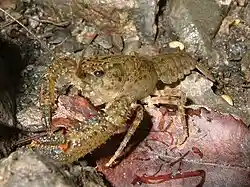 Paranephrops species (Parastacidae)