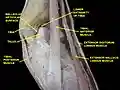 Dorsum of Foot. Ankle joint. Deep dissection.
